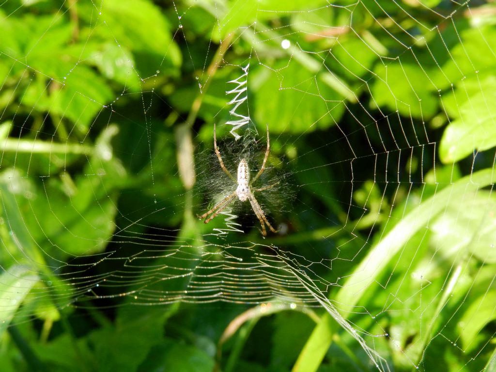 Hogna radiata e Argiope bruennichi - Capranica (VT)